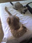 thumbs/Bart y Mozart vigilandose 8.jpg